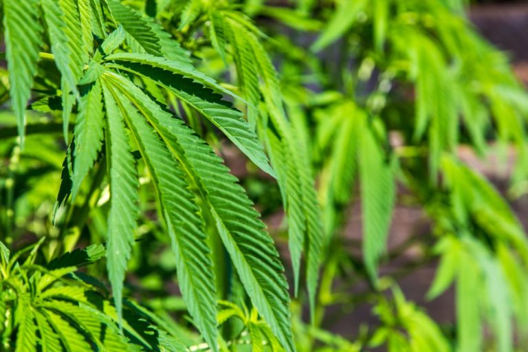 Cannabis And The Cole Memos